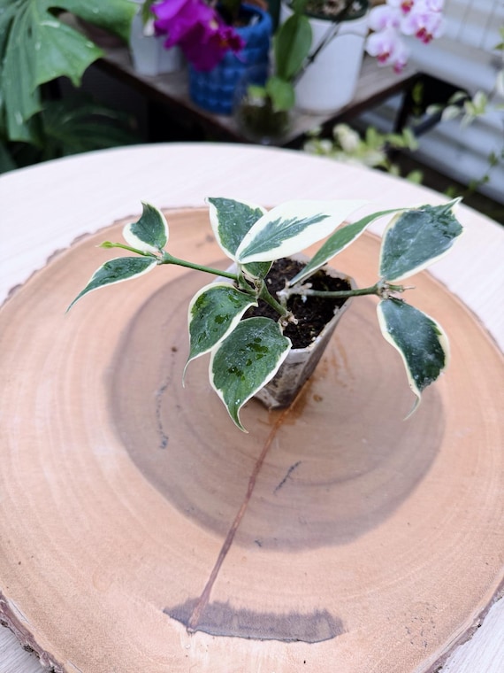 Hoya Polyneura Albo Live Plant | Rare Variegated Fishtail Hoya | Silver Splash Wax Plant California Grown
