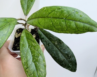Hoya RHM1047| Rooted Live Plant | Collector Houseplant | California Grown