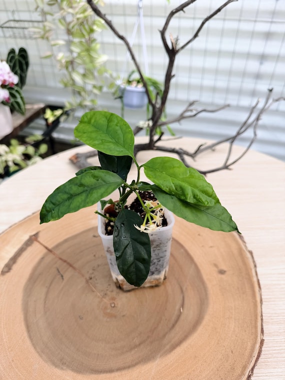 Hoya Solokensis Live Plant | Rare Collector Hoya | Rooted Houseplant | California Grown