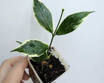 Hoya Polyneura Albo