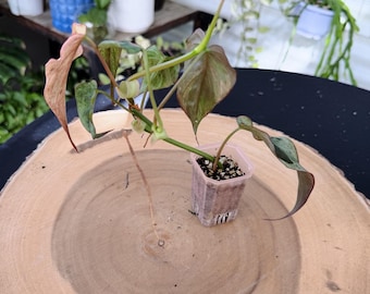 Philodendron Micans Pink Mint Live Plant | Rare Pink Variegated Philodendron | Rooted Collector Houseplant | California Grown