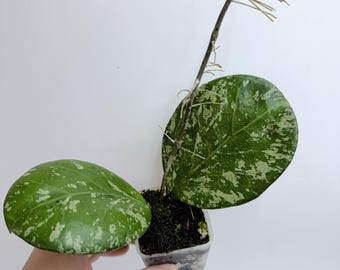 Hoya Michele Silver/Splash
