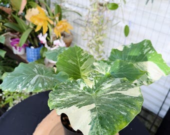 Alocasia Macrorrhiza Albo Live Plant | Rare Variegated Alocasia | Rooted Collector Houseplant | California Grown
