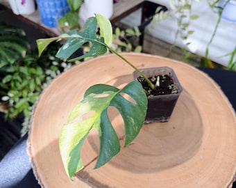 Variegated Rhaphidophora Tetrasperma Live Plant | Rare Mini Monstera | Rooted Collector Houseplant | California Grown