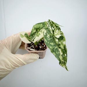 Alocasia Simpo Albo
