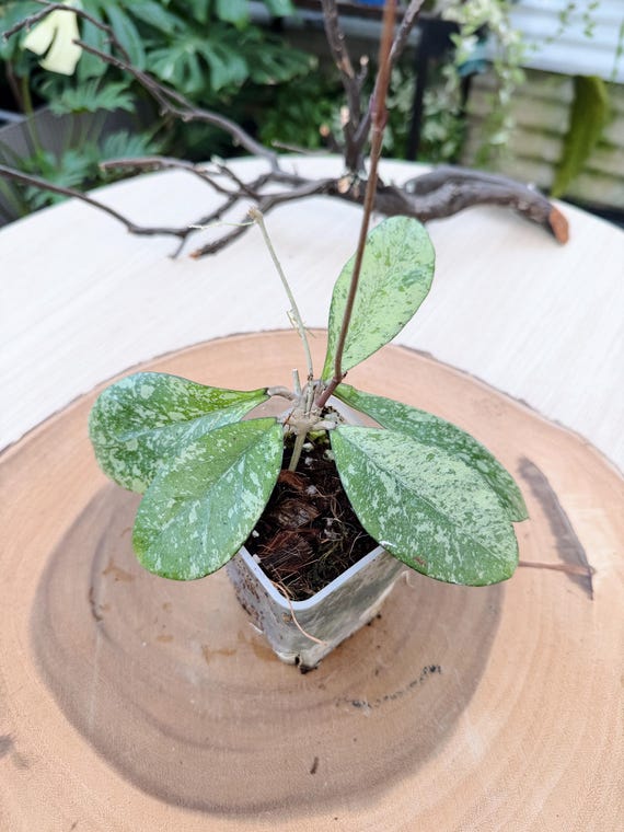 Hoya Crassipetiolata x Michele Live Plant | Rare Splash Hoya Rooted Houseplant | Collector Plant