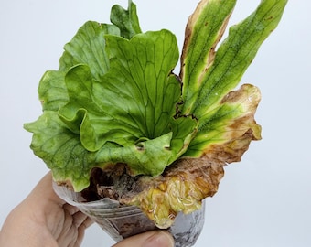 Platycerium Wandae Fern - Compact Curled Staghorn Variety| Rooted