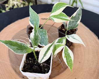 Hoya Polyneura Jasminka Live Plant | Rare Variegated Fishtail Hoya | Rooted Collector Houseplant | California Grown