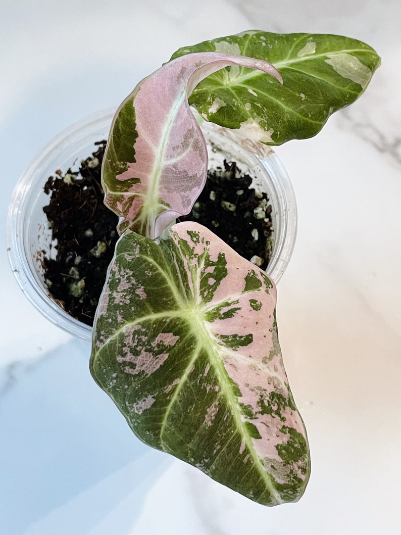 Alocasia Black Velvet Pink Variegated image 5