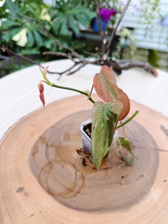 Variegated Philodendron Micans Pink Mint Live Plant | Rare Velvet Leaf Philodendron | Rooted Collector Houseplant | California Grown