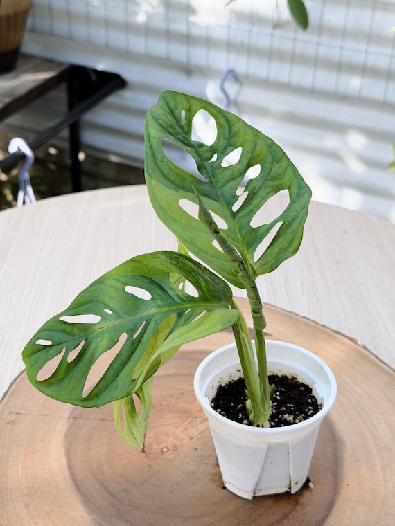 Monstera Adansonii Plant: Variegated Aurea Leaves - Rare Indoor| Rooted Live Plant | Collector Houseplant | California Grown