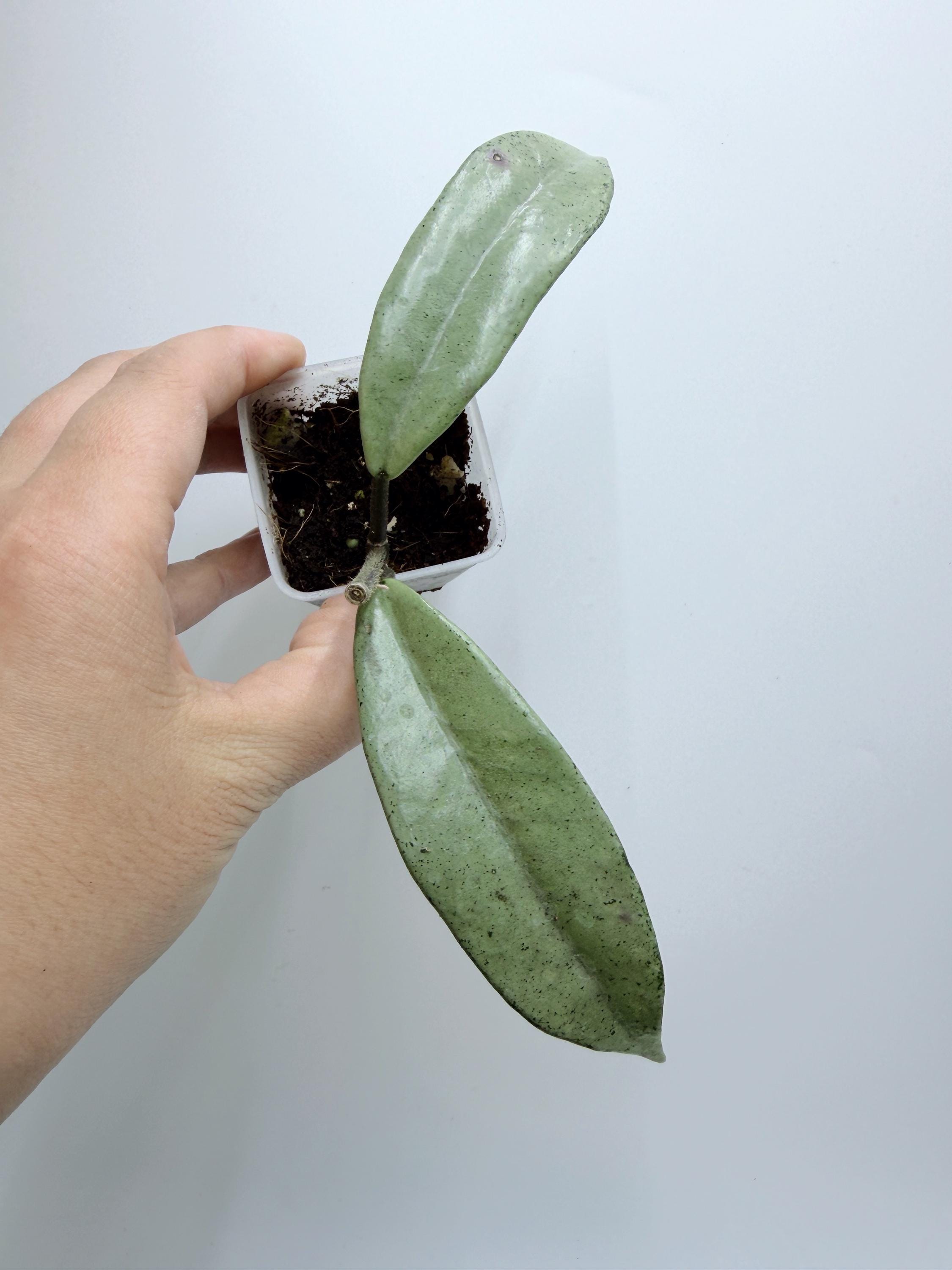 Hoya Lyi Noid - Etsy