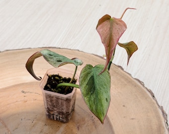 Philodendron Mican Mint Variegated| Rooted Live Plant | Collector Houseplant | California Grown