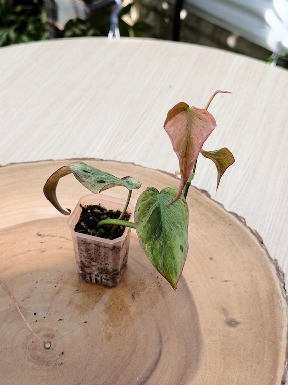 Philodendron Mican Mint Variegated| Rooted Live Plant | Collector Houseplant | California Grown