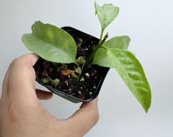 Hoya Multiflora Silver Wonderphil| Rooted Live Plant | Collector Houseplant | California Grown