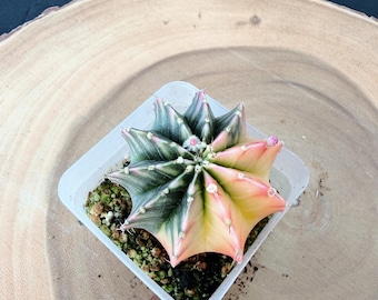 Gymnocalycium Mihanovichii Variegated | Live Moon Cactus