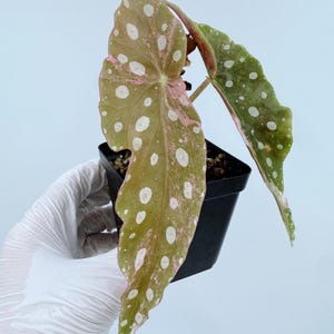 Begonia Maculata Pink Variegated
