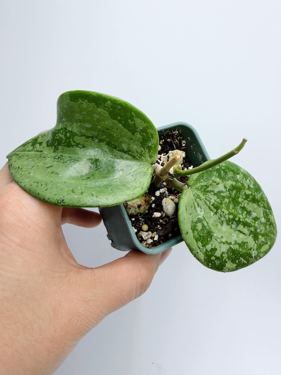Hoya Michele Silver Plant: Rare Indoor Hoya (Silver-Splashed Leaves)| Rooted Live Plant | Collector Houseplant | California Grown