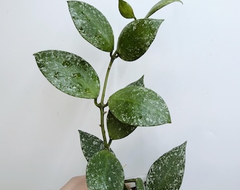 Rare Hoya Walliniana Splash Plant: Unique Speckled Foliage| Rooted Live Plant | Collector Houseplant | California Grown