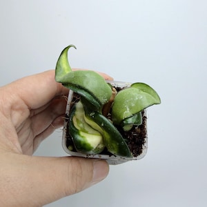 Hoya Lacunosa Silver Full Moon - Etsy