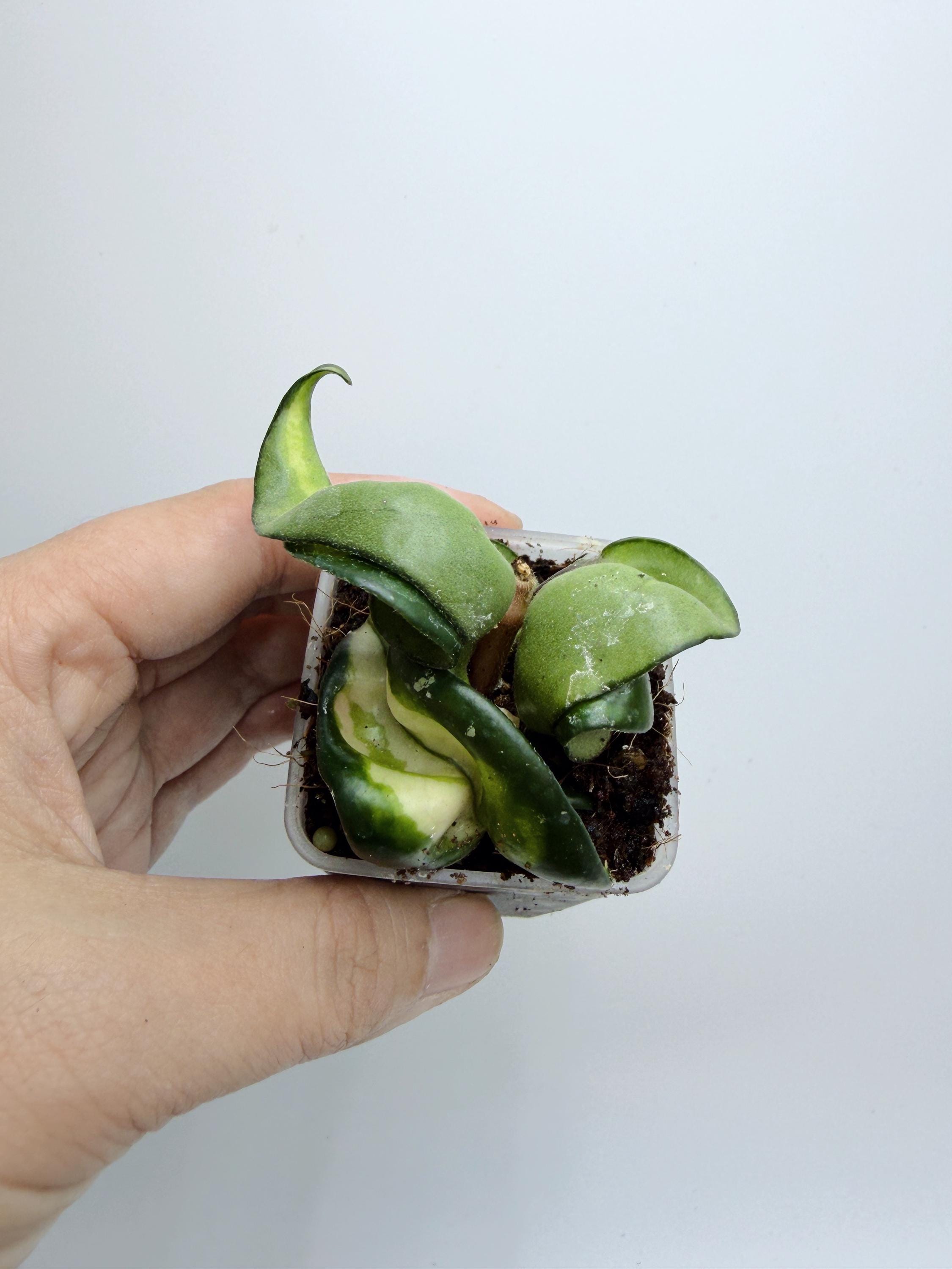 Hoya Lacunosa Silver Full Moon - Etsy