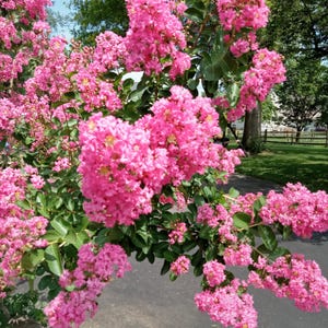 Pink crepe myrtle bush in full bloom digital photo