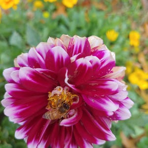 Op de afbeelding: Een close-up van een roze en witte dahlia bloem met een bij die stuifmeel verzamelt uit het midden.