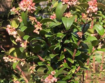 Evergreen Huckleberry Cuttings