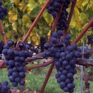 May include: Close-up of a grapevine laden with ripe, dark purple grapes. The grapes hang in dense clusters from brown vines, with green and yellow leaves in the background. The image captures the essence of a vineyard.