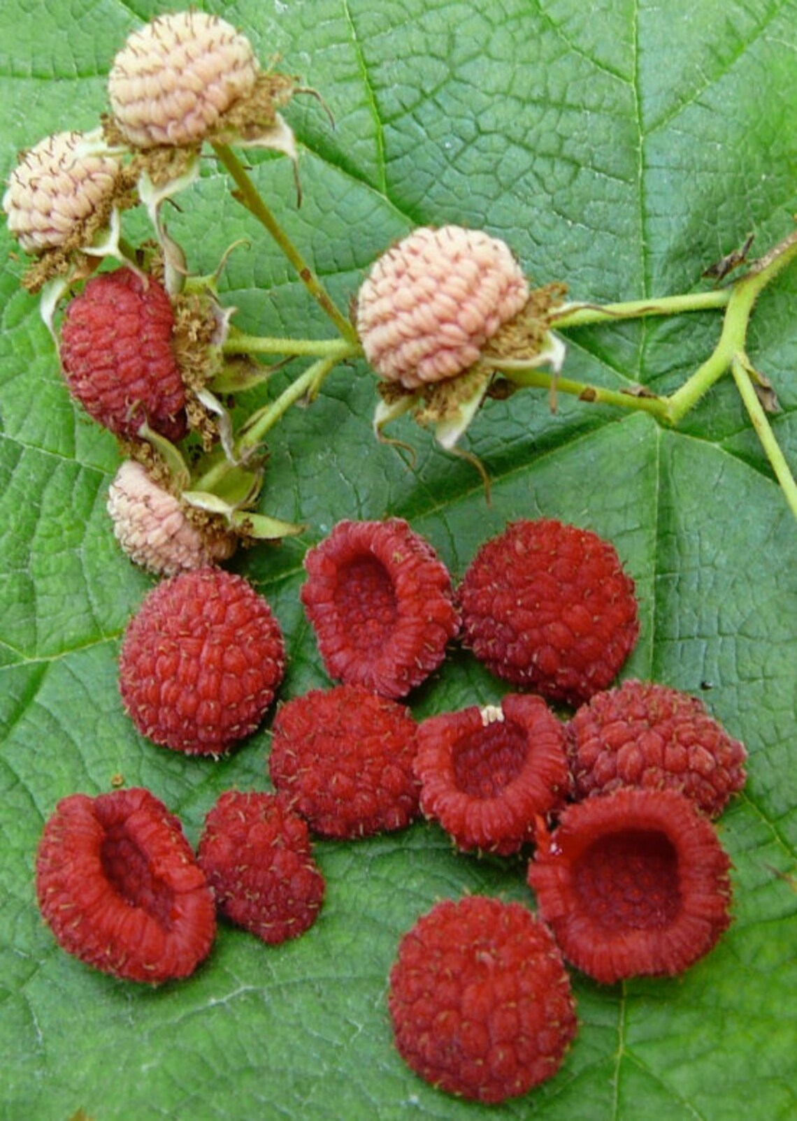 Thimbleberry Rhizomes (rubus Parviflorus) – Dormant Roots, Big Native ...