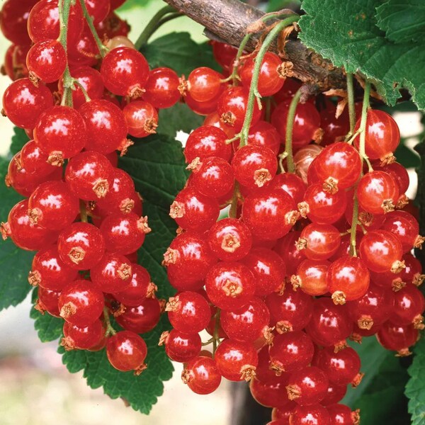 Red Currant Cutting