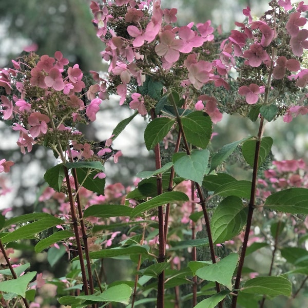 Hydrangea Cuttings Multiple Varieties