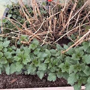 May include: A set of three ceramic mugs with a speckled, matte finish. The mugs are in shades of cream, light gray, and dark gray. Each mug has a simple, minimalist design, perfect for coffee or tea.