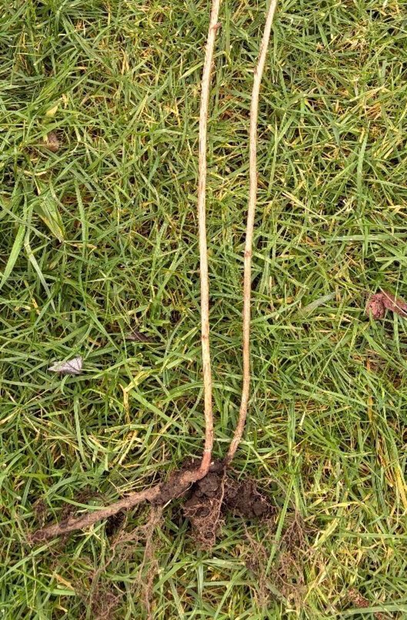 Thimbleberry Rhizomes (rubus Parviflorus) – Dormant Roots, Big Native ...