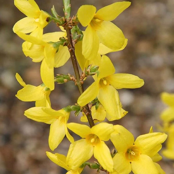 Forsythia Cutting