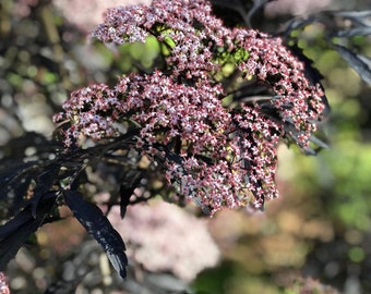 Black Lace Elderberry Cutting