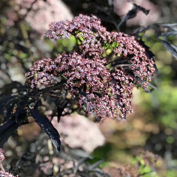 Black Lace Elderberry Cutting