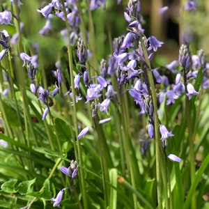 Blue Wood Hyacinth Bulbs