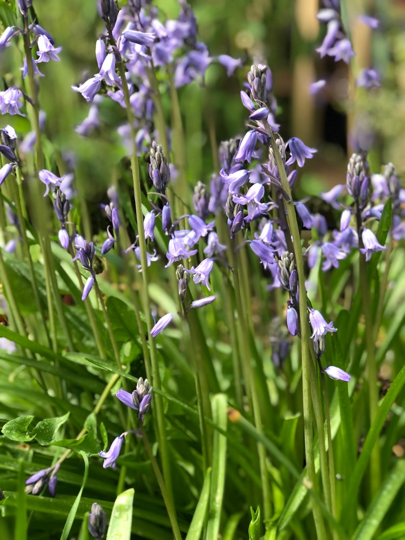 Blue Wood Hyacinth Bulbs Etsy