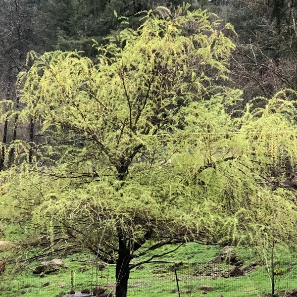 Golden Weeping Willow Cuttings