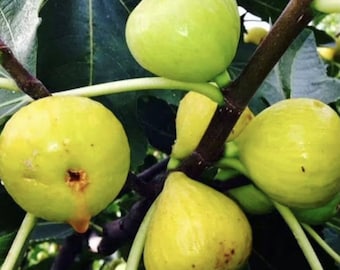 Fig Tree Cuttings