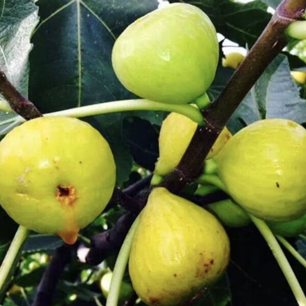 Fig Tree Cuttings