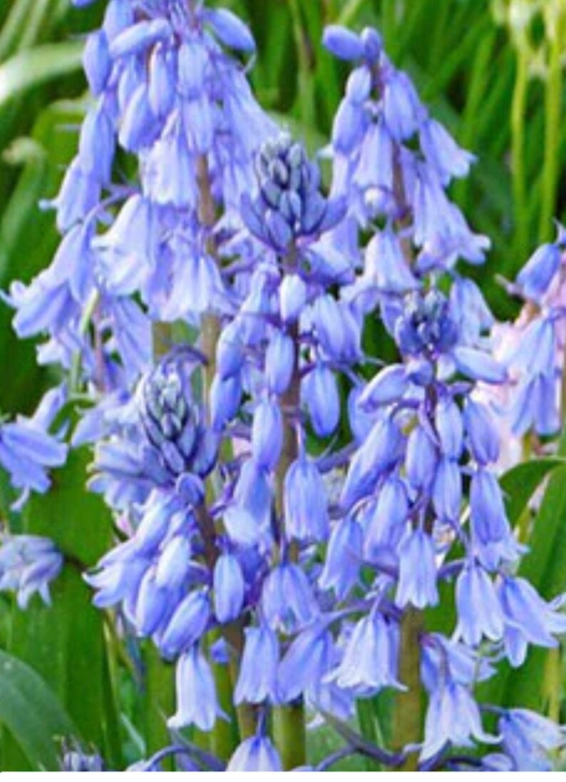 Blue Wood Hyacinth Bulbs Etsy