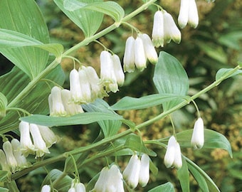 Solomon Seal Plant Roots/Bulbs