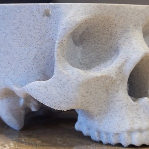 May include: A white ceramic skull planter with a textured surface. The skull is missing the top of the head, creating a planter.