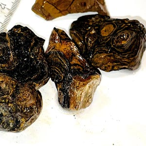 Stromatolit, minerał o szorstkiej fakturze, o ładnych brązowo-czarnych kolorach - 100g, Niesamowite, szorstkie kryształy/minerały lecznicze