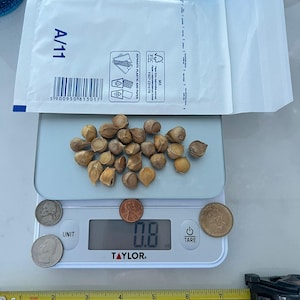 Elefantenknoblauch 25 mittel Samen zum Pflanzen