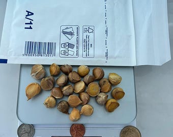 Olifantenknoflook 25 grote zaden om te planten