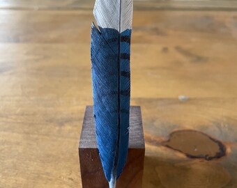 Lifesize Blue Jay Tail Feather - Hand Carved and Painted. Wooden Bird Art.