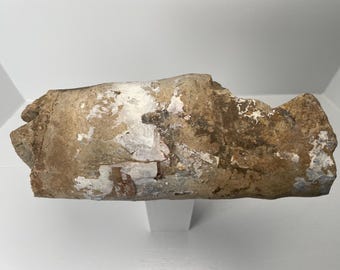 10” Baculite Fossil — Genuine Cretaceous Ammonite Relative | Natural Nautiloid Fossil | Collectible Prehistoric Sea Creature | Paleontology